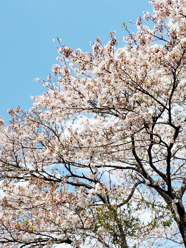 大野山桜を見るハイキング