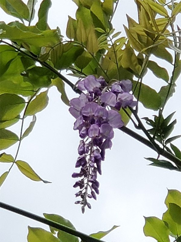 亀戸~浅草ハイキング